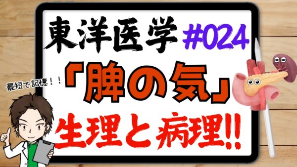 東洋医学的な脾の気の作用と病理