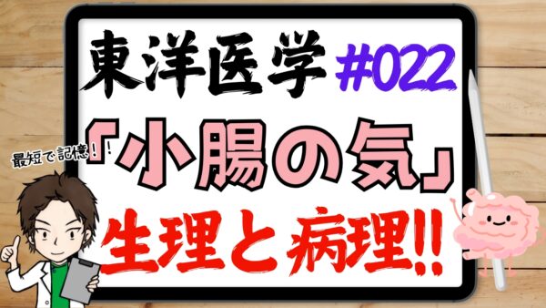 東洋医学的な小腸の気の作用と病理